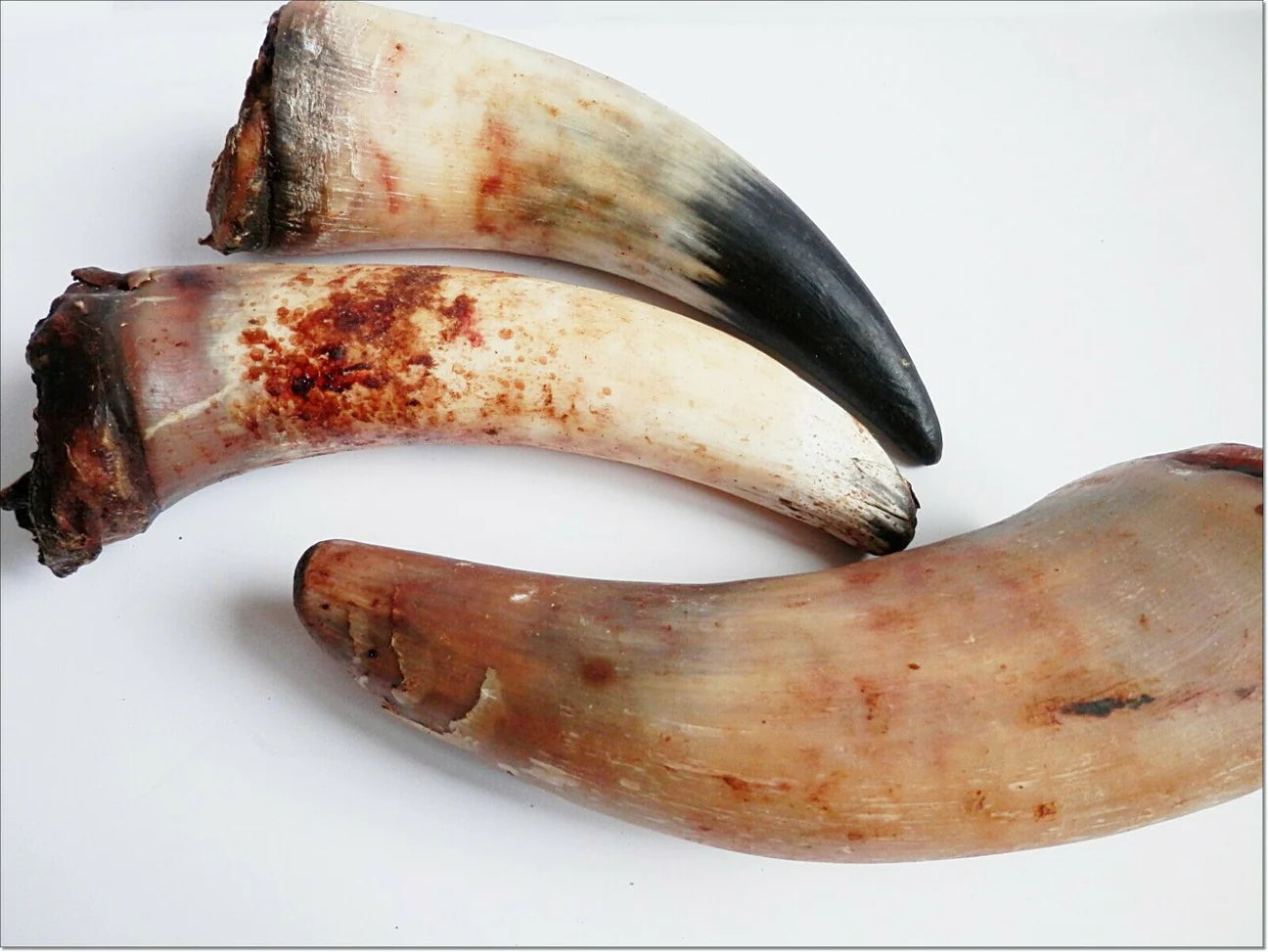 Bull Antler Horns Buffallo With Marrow (single)